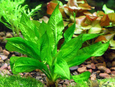 Эхинодорус Мелкоцветный, шт